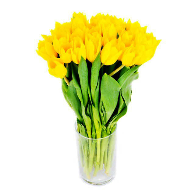 Golden Dawn Tulips - Congratulations